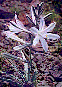 [Large, white trumpet-shaped lilies: 34k]
