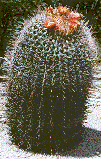 [Large, barrel shaped cactus with ring of red-orange flowers on the top: 35k]