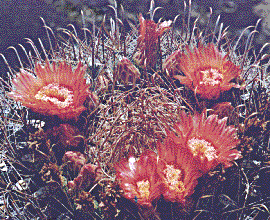 [Red-orange flowers form a wreath: 34k]