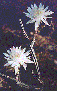 [Large, exotic white, trumpet-flared blooms: 25k]