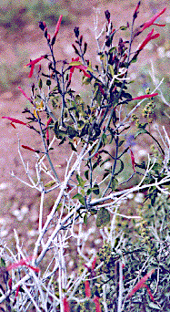 [Long, slender, bright red flowers: 42k]