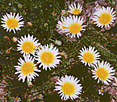 [White dandelion-like flowers with yellow centers: 28k]