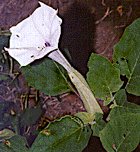 [Big, showy white, trumpet-shaped flowers with tinges of lavender: 25k]