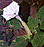 [Datura (Datura meteloides): 3k]