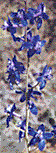 [Larkspur (Delphinium scaposum): 5k]