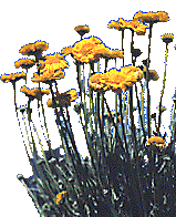 [Showy yellow, daisy-like flowers with layered petals: 15k]