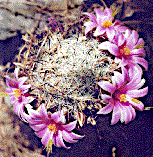 [Ring of pink flowers edged with white: 17k]