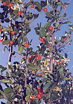 [Bright orange, smooth berries: 52k]