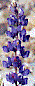 [Lupine (Lupinus sparsiflorus): 2k]