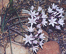 [Delicate clusters of 6 petal white flowers accented with pink stripes: 24k]