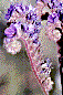 [Phacelia (Phacelia crenulata): 3k]