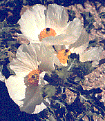 [Crepe paper-like white petals with bright yellow centers: 16k]