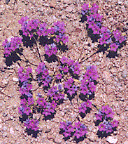 [Low, almost leafless plant covered with reddish purple flowers: 24k]