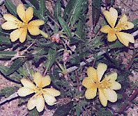 [Pale yellow flowers set off by dark green leaves): 20k]
