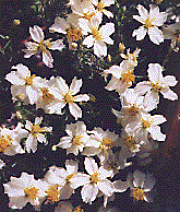 [Clump of white single zinnia flowers with yellow centers: 18k]
